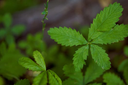 Green sheets from a summer flower. High quality photo