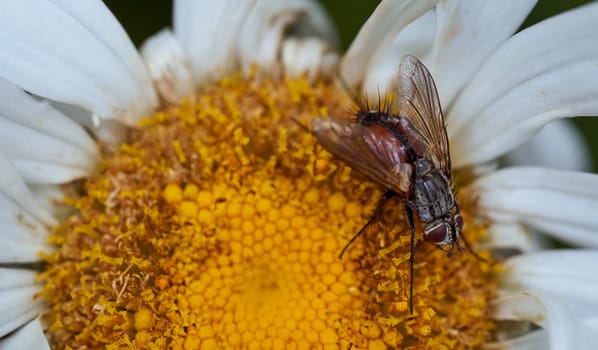 Close-up chamomile daisy flower with yellow nectar . High quality photo