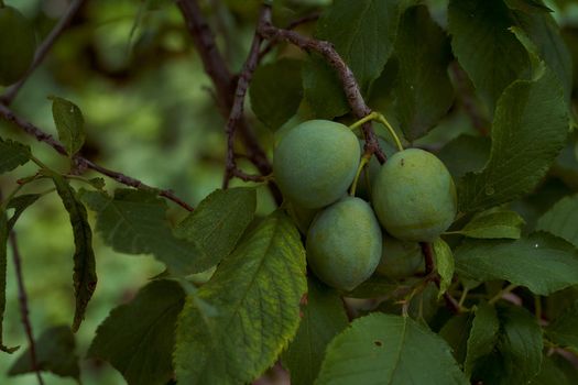 Green prunes on the background of foliage. High quality photo