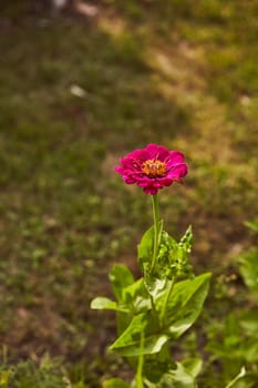 Purple flower on a green blurred background. High quality photo