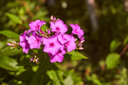 Purple flower on a green blurred background. High quality photo