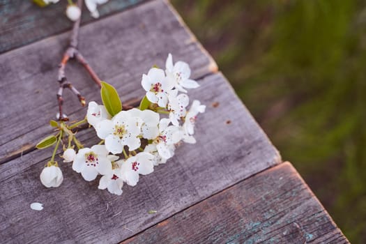 The branch of an apple-tree with flowers lays on a wooden board. High quality photo