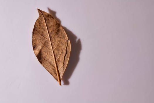 Dry bench leaf on a white background. High quality photo