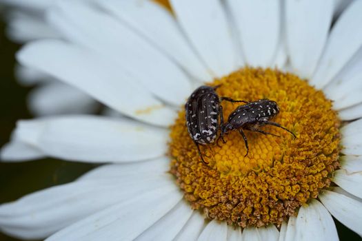 Close-up chamomile daisy flower with yellow nectar . High quality photo