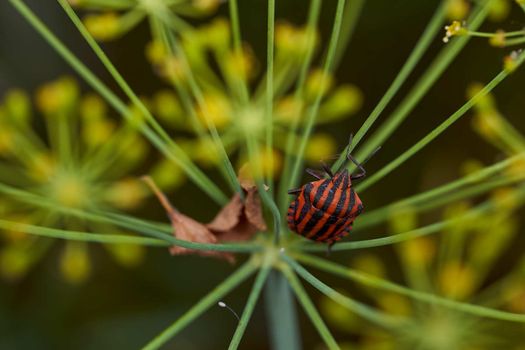 Red striped bedbug on a green branch of dill Graphosoma italicum, red and black striped stink bug, Pentatomidae. High quality photo