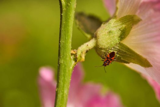 Red bedbug soldier sits on green flower trunk. High quality photo