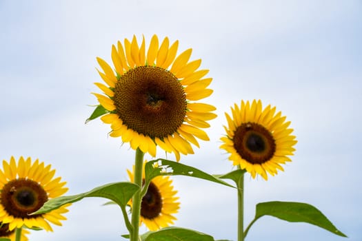 Realistic beautiful yellow sunflower plant landscape in the farm garden field with blue sky with cloudy day, close up shot, outdoor lifestyles.