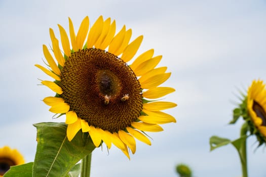 Realistic beautiful yellow sunflower plant landscape in the farm garden field with blue sky with cloudy day, close up shot, outdoor lifestyles.