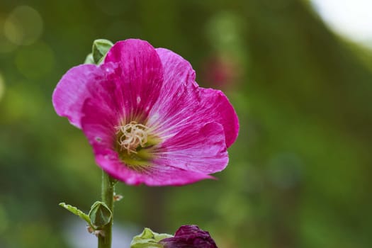Purple flower on a green blurred background. High quality photo
