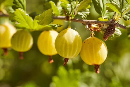 Yellow gooseberry fruit on a branch. High quality photo
