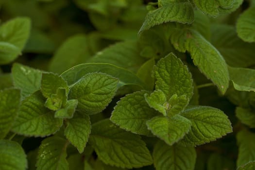 Green juicy mint petals. A mojito plant. . High quality photo