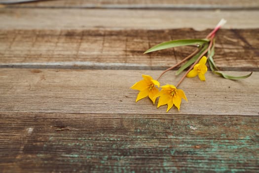 Yellow Woodland tulips, Wild tulips on a wooden background. Close-up.. High quality photo