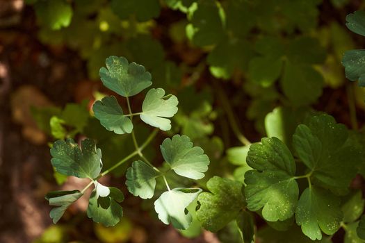 Green leaves purity in summer forest. High quality photo