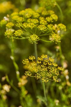 Yellow dill flower on a green blurred background. High quality photo