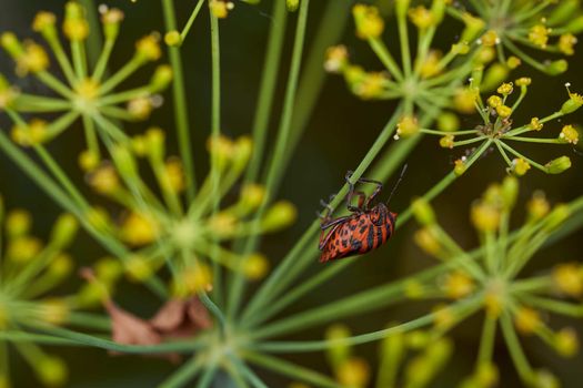Red striped bedbug on a green branch of dill Graphosoma italicum, red and black striped stink bug, Pentatomidae. High quality photo