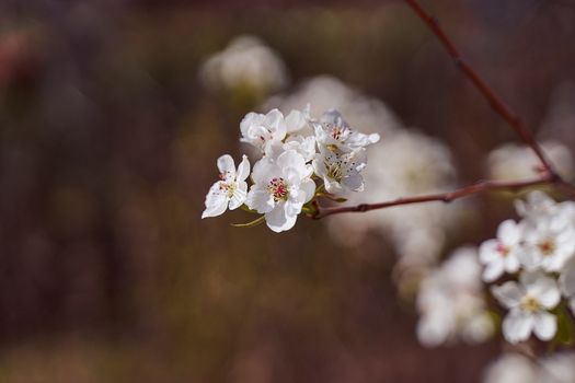 apple blossoms on a blurred natural background. High quality photo