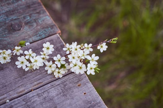 The branch of an cherry-tree with flowers lays on a wooden board. High quality photo