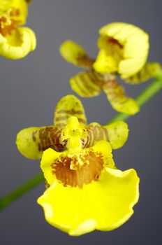 close-up of a orchidee blossom in nature