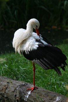 - Ciconia ciconia - white Stork on green