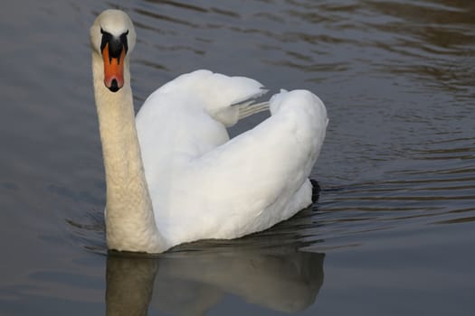 Swan in sundown - Cygnini