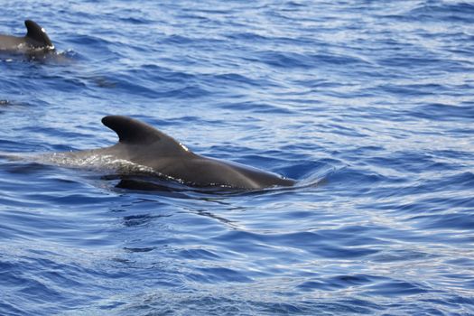 pilot whale iat canary-islands - Tenerife