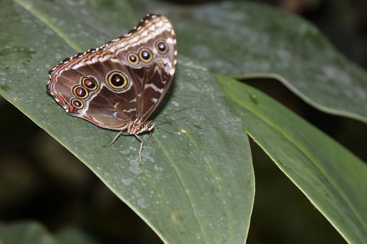 butterfly in nature