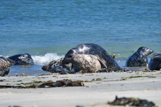 Wijd Grey seal on the north beach of Heligoland - island Dune i- Northsea - Germany