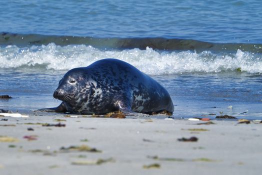 Wijd Grey seal on the north beach of Heligoland - island Dune i- Northsea - Germany