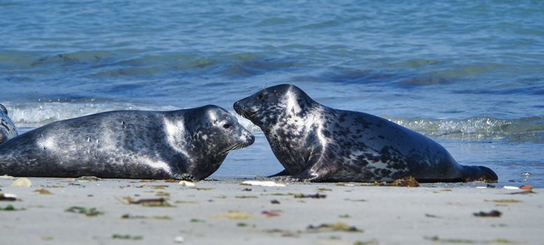 Wijd Grey seal on the north beach of Heligoland - island Dune i- Northsea - Germany