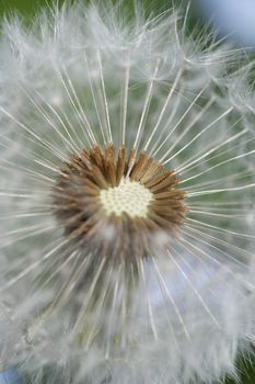 dandelion - Löwenzahn dandelion - Löwenzahn close-up of a dandelion - Makro einer Löwenzahnpflanze