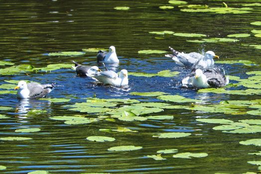 Group ofeuropean herring gull on heligoland - island Dune - cleaning feather in sweet water pond - Larus argentatus