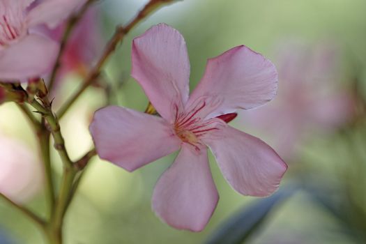 Oleander