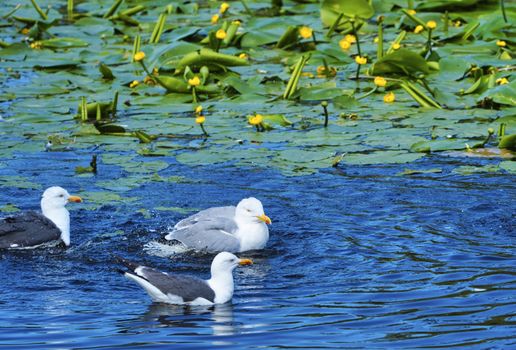 Group ofeuropean herring gull on heligoland - island Dune - cleaning feather in sweet water pond - Larus argentatus