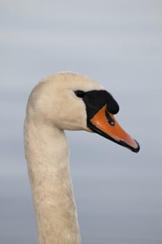 Swan in sundown - Cygnini