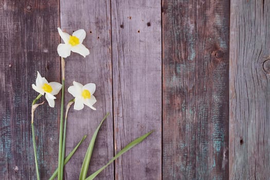 Beautiful white daffodil flowers lie on a wooden table. Top view.With copy space.. High quality photo