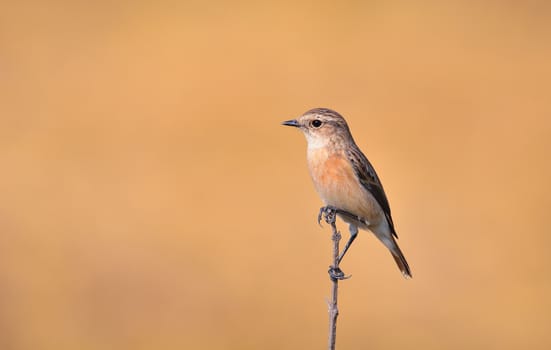 The Siberian stone chat or Asian stone chat is a recently validated species of the Old World flycatcher family. Like the other thrush-like flycatchers.