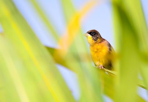 The black-headed bunting is a passerine bird in the bunting family Emberizidae. It breeds in south-east Europe east to Iran and migrates in winter mainly to India