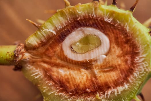 Sliced Green fruit of wild chestnut on a wooden slice. Close-up. With copy space. High quality photo