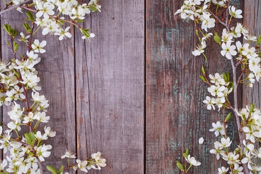 flowering branches of cherry lie on a wooden table. Top view. With copy space. High quality photo
