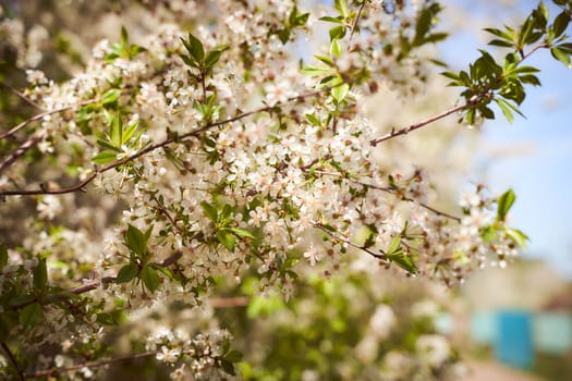 cherry blossoms on a blurred natural background. High quality photo