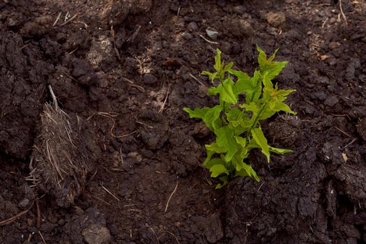 A small tree makes its way through the black earth. High quality photo