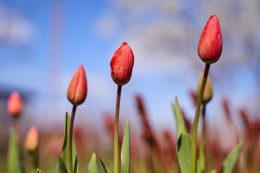 Red tulips in a closed form will be knocked on the field. Against the sky. High quality photo