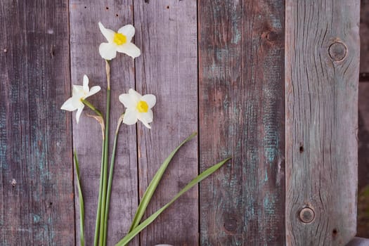 Beautiful white daffodil flowers lie on a wooden table. Top view.With copy space.. High quality photo