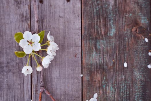 Beautiful white flowering branches of apple lie on a wooden table. Top view. High quality photo