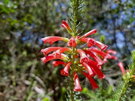 Beautiful red flowers and plants from Cape Town South Africa Table Mountain.