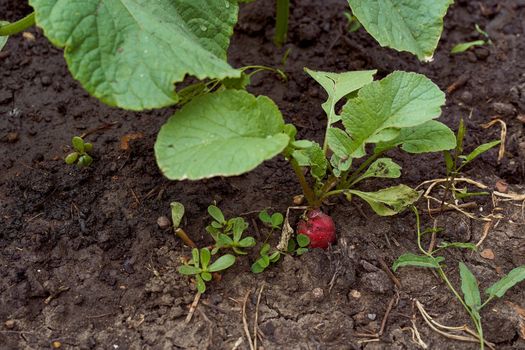 Red ripe radish with a bot against the soil. High quality photo