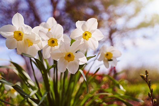 Beautiful white daffodils flowers natural blurred background. Close-up.. High quality photo