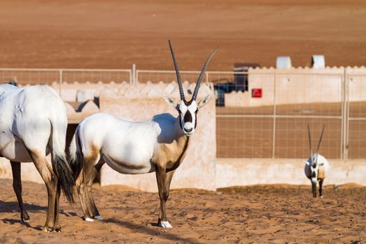 Large antelopes with spectacular horns, Gemsbok, Oryx gazella, being bred in captivity in Oman desert.