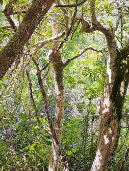 Nature and forest in Africa. Hiking trail in the Table Mountain National Park, Cape Town, South Africa.