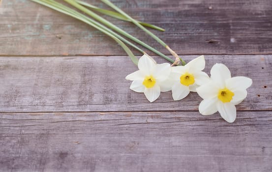 Beautiful white daffodil flowers lie on a wooden table. High quality photo